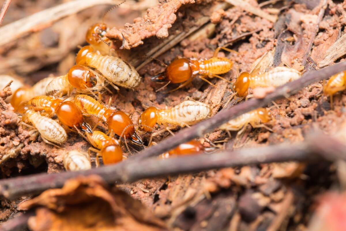 Controlling Termites With The Best Non-Toxic Way