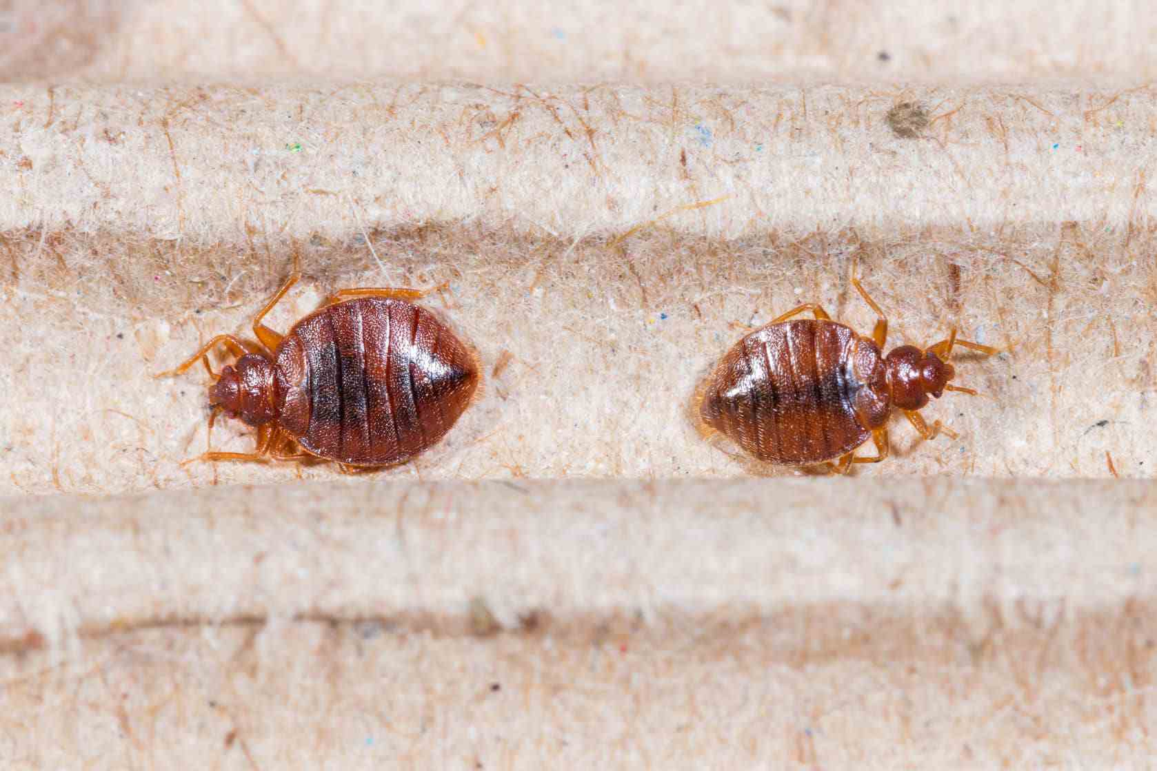 What are Early Warning Signs of Bed Bugs?
