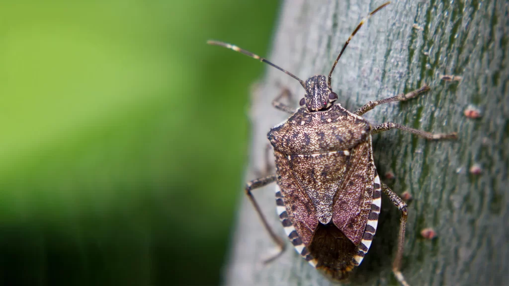 How Can You Get Rid of Stink Bugs?