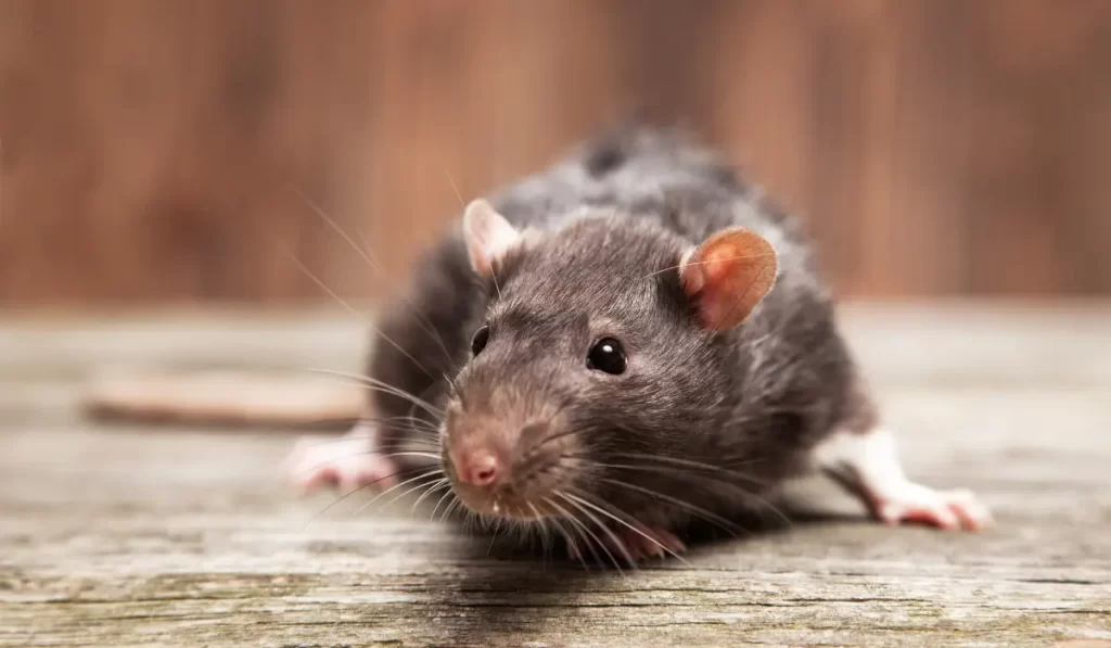 The Dangers of Rats in Your Attic: Health Risks You Need to Know