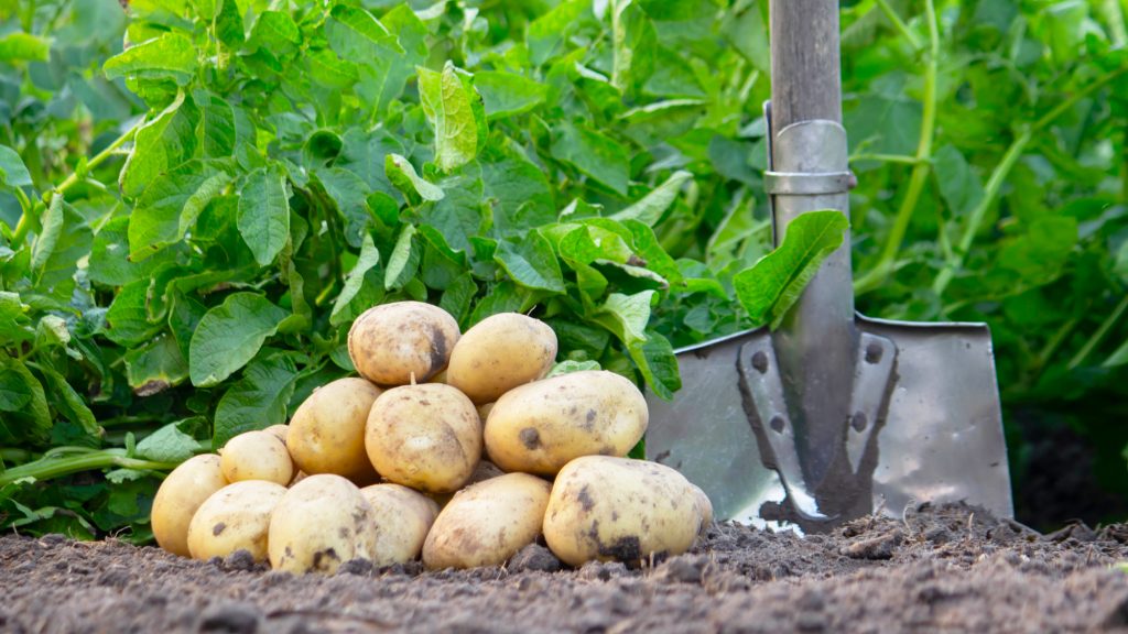 How to Grow Potatoes Successfully in a Home Garden